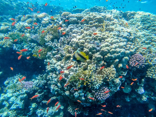 紅海のバナーフィッシュ Heniochus Interdius サンゴ礁の水中に生息します サンゴや熱帯魚とサンゴ礁の水中生活 エジプト紅海のサンゴ礁 — ストック写真