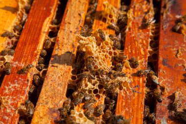 Arı kovanının çerçeveleri. Bal arılarının oluşturduğu çerçeveleri gösteren açılan kovan gövdesinin yakından görünümü
