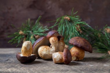 Birkaç Boletus badius, imleria badia ya da Bay bolete mantarlarının sonbahar kompozisyonu arkada çam ağacı dalı olan eski ahşap arka planda. Yenilebilir ve gözenekli mantarların kadife rengi kahverengi veya kestane rengi başlıkları vardır.
