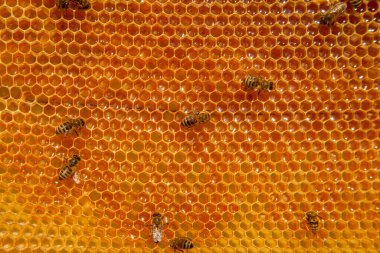 Arı kovanının çerçeveleri. Tatlı bal için açık ve mühürlü hücreleri olan sarı bal peteğinde meşgul arılar. Arı balı toplanmış güzel sarı bal peteğinde