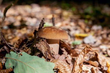 Boletus edulis (cep, penny topuz, porcino veya kral bolete, genellikle porcini mantar denir) yosun, yeşil çim ente ve sonbahar sezonunda düşmüş yaprakları arasında orman zeminüzerinde yetişir