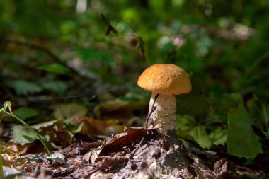 Turuncu kapak boletus. Yenebilir orman mantarları. Genç bir boletus kavak ormanında yetişir, kırmızı başlıklı bir mantar ve kuru yapraklar ve dallar arasında beyaz bir ayak.