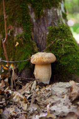 Boletus edulis (cep, penny topuz, porcino veya kral bolete, genellikle porcini mantar denir) yosun, yeşil çim ente ve sonbahar sezonunda düşmüş yaprakları arasında orman zeminüzerinde yetişir