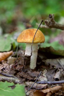 Turuncu kapak boletus. Yenebilir orman mantarları. Genç bir boletus kavak ormanında yetişir, kırmızı başlıklı bir mantar ve kuru yapraklar ve dallar arasında beyaz bir ayak.