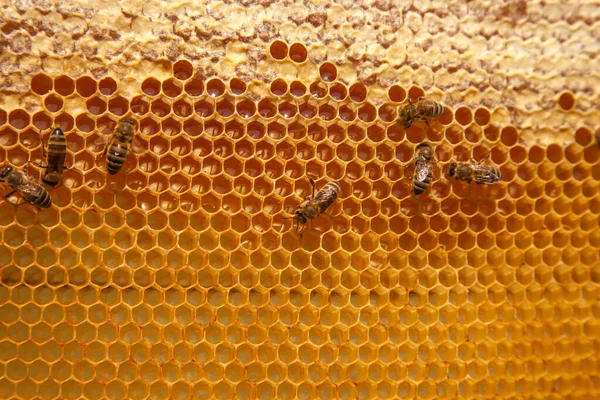 Rám Včelího Úlu Pilné Včely Žluté Plástve Otevřenými Zapečetěnými Buňkami — Stock fotografie