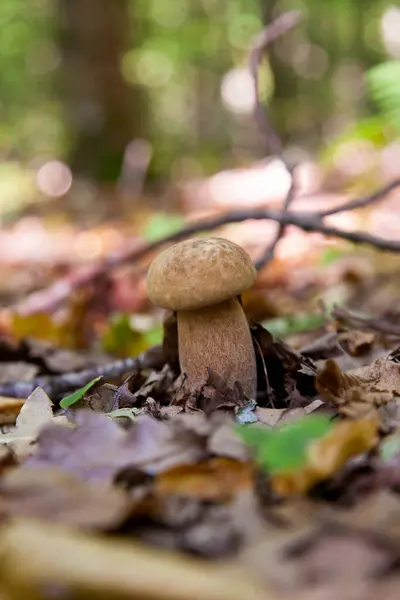 在秋天的季节 在森林的地板上生长着青苔 绿草和落叶的薄虫 Cep 便士包子 色情或国王小波列特 通常称为波西尼蘑菇 — 图库照片