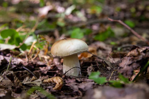 Boletus Edulis Cep Penny Bun Porcino King Bolete Обычно Называемый — стоковое фото