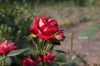 Parlak kırmızı güllerin bahçedeki çiçek açması. Güzel kırmızı gül bush güneşli yaz gününde çiçeklik üzerinde büyüyen