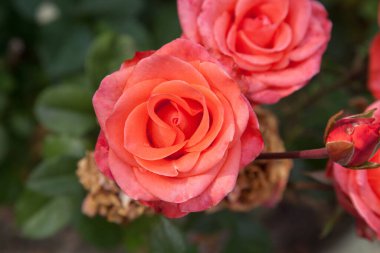 Bahçede pembe çiçek açan güller. Güneşli yaz gününde çiçek yatağında büyüyen güzel pembe gül çalısı