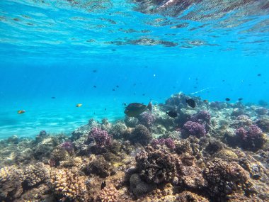 Mercan resifinde su altında Whitemargin Tekboynuz Balığı olarak bilinen tropikal Naso annulatus balığı. Mercanlar ve tropikal balıklarla dolu su altı yaşamı. Kızıl Deniz 'deki Mercan Resifi, Mısır