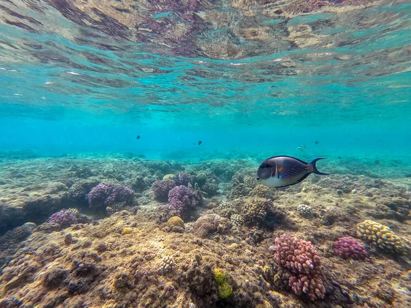 カラフルな熱帯魚ザトウクジラ Acanthurus Sohal はサンゴ礁で水中にタングします サンゴや熱帯魚とサンゴ礁の水中生活 エジプト紅海のサンゴ礁 — ストック写真