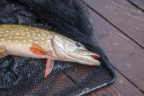 Freshwater Northern Pike Fish Know Esox Lucius Landing Net Fishing — Stock fotografie