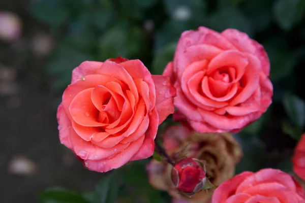 庭にピンクのバラが咲く 晴れた夏の日に花壇に成長美しいピンクのバラの茂み — ストック写真