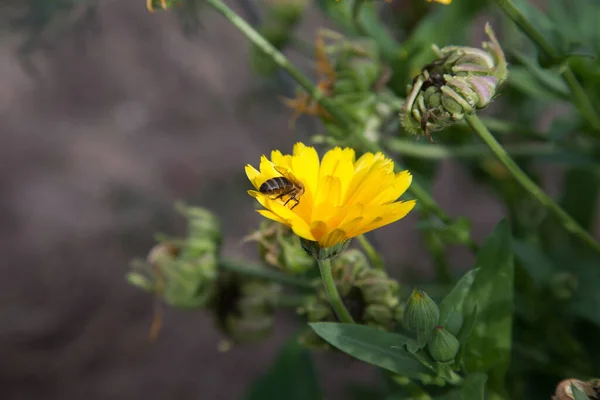Yellow marigold flowers and small working bee on the blurred background of the garden of nature. Yellow calendula flower in the garden, top view calendula field. Medicinal plan