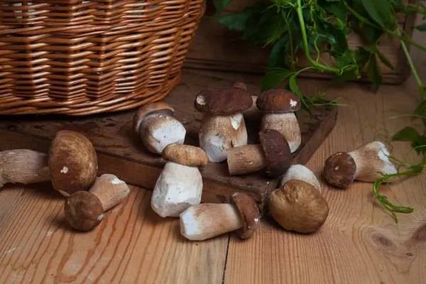 Cep Porcino Bolete Boletus Edulis 불린다 가을이 배경에 과푸른 바구니 — 스톡 사진