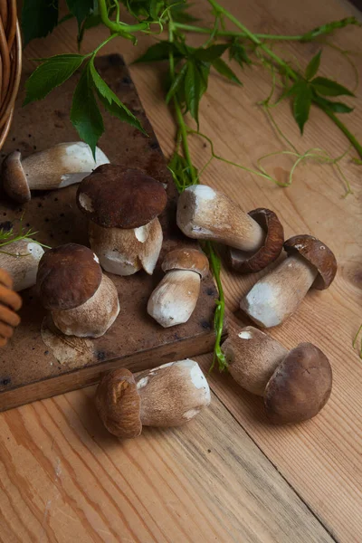 Crop Forest Edible Mushrooms Pile Picked Wild Porcini Mushrooms Cep — Stock Photo, Image