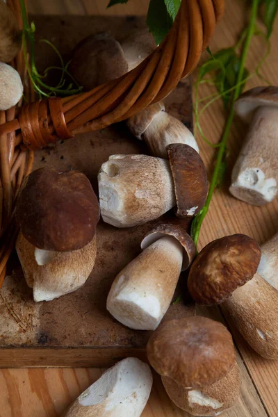 Coltivazione Funghi Commestibili Foresta Mucchio Funghi Porcini Selvatici Raccolti Cep — Foto Stock