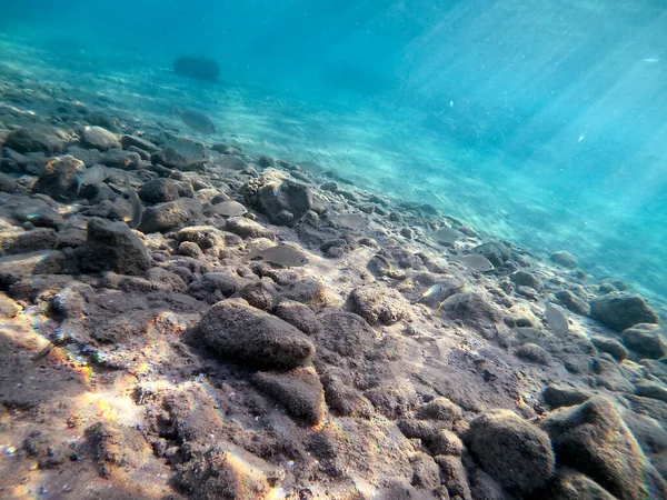 Sargo Sürüsü Mercan Resifinde Altında Diplodus Sargus Balığı Olarak Bilinen — Stok fotoğraf