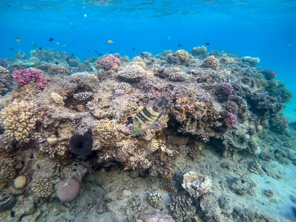 Mercan Resifinde Altında Cheilinus Lunulatus Olarak Bilinen Tropikal Büyük Süpürge — Stok fotoğraf