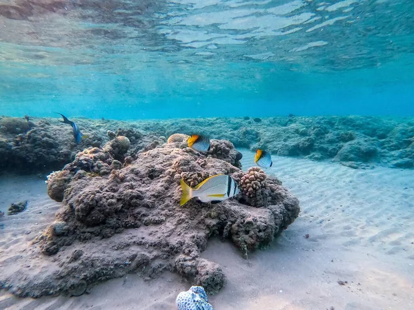 Doublebar Bream Known Acanthopagrus Bifasciatus Underwater Coral Reef Underwater Life — Stock Photo, Image