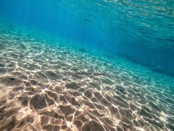 Mercan Resiflerindeki Altında Tropikal Mavi Saksılı Kornet Balığı Pürüzsüz Kornet — Stok fotoğraf