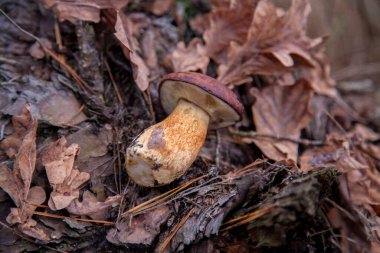 Tek bir boletus badius, imleria badia ya da körfez bolete 'i, sonbahar çam ormanlarında kurumuş meşe yaprakları olan eski ahşap kenevir üzerinde yakından görmek. Yenilebilir ve gözenekli mantarların kadife rengi kahverengi veya kestane rengi başlıkları vardır.