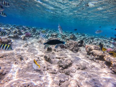 Balıkların farklı türleri - yelken tang veya Desjardin 'in yelken yüzgeci tang, Hipposcarus longiceps veya Uzun Burunlu Parrotfish, Rhinecanthus suikast balığı veya Picasso tetikleyici, Birdmouth wrasse, Klunzinger' s wrasse ve diğer tropikal balıklar
