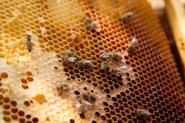 Arı kovanının çerçeveleri. Tatlı bal için açık ve mühürlü hücreleri olan sarı bal peteğinde meşgul arılar. Arı balı toplanmış güzel sarı bal peteğinde