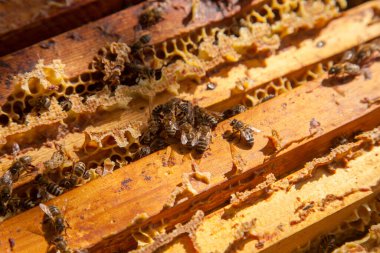 Arı kovanının çerçeveleri. Bal arılarının oluşturduğu çerçeveleri gösteren açılan kovan gövdesinin yakından görünümü