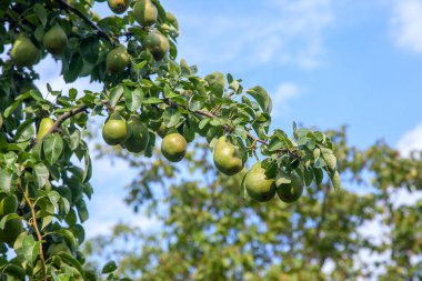 Olgun armut ağacı dalı. Bahçedeki organik armut. Görünümü armut kadar yakın büyümeye armut ağacı dalı yaprakları altında güneş ışığı ile. Armut tarih seçici odak