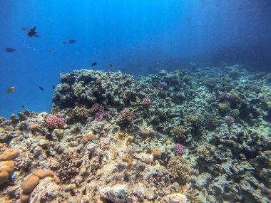 Tropikal mavi saksılı kornet balığı sürüsü, pürüzsüz kornet balığı ya da mercan resifinde Fistularia ticari sonii olarak bilinen yumuşak flüt balığı sürüsü. Mercanlar ve tropikal balıklarla dolu su altı yaşamı. Kızıl Deniz 'deki Mercan Resifi, Mısır