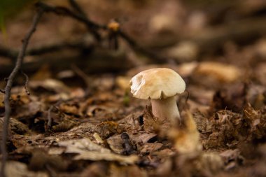 Boletus edulis (cep, porcino veya kral bolete, genellikle Porcini mantarı olarak bilinir) sonbahar mevsiminde orman zemininde yosun ve kuru yapraklar arasında yetişir.