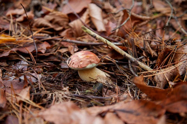 Close Uitzicht Boletus Badius Imleria Badia Baai Bolete Groeien Een — Stockfoto