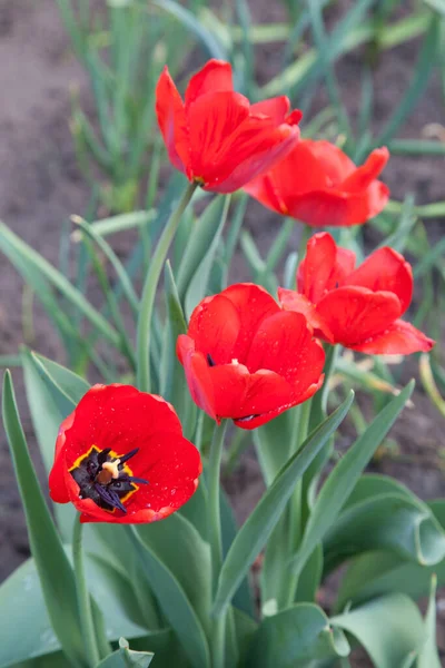 Group of colourful tulip in spring garden. Beautiful close up view of red tulips under sunlight in the garden at the middle of spring. Hybrid Red Tulips in a flowerbed. Amazing spring concept