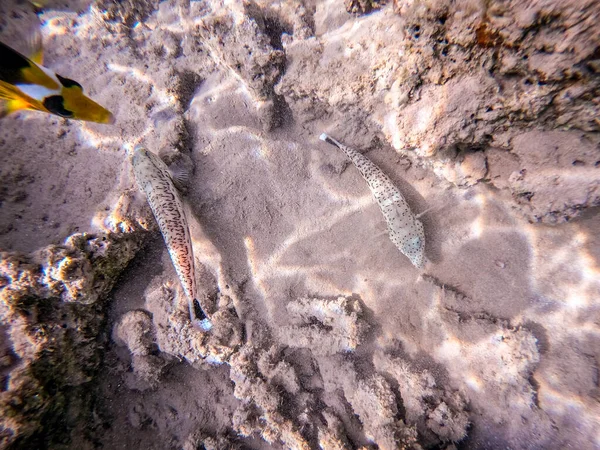 Close Zicht Speckled Zandbaars Vis Bekend Als Parapercis Hexophthalma Onderwater — Stockfoto