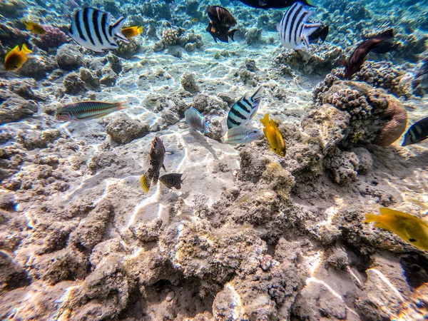 魚の異なる種類の浅瀬 セイフィンタングやDesjardinのセイフィンタング Hipposcarus LongicepsまたはLongnose Parrotfish Rhinecanthus Assasi魚やピカソトリガー 鳥の口ラス Klunzingerのラスやその他の熱帯魚水中でT — ストック写真