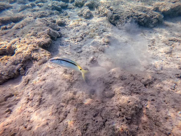 Tropischer Forsskal Ziegenfisch Bekannt Als Parupeneus Forskali Unter Wasser Auf — Stockfoto