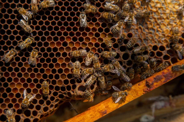 Frames Van Een Bijenkorf Net Genomen Van Bijenkorf Met Zoete — Stockfoto