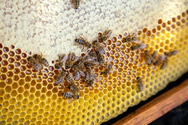 蜂の巣のフレーム 甘い蜂蜜のための開いて密封された細胞と黄色のハニカム上の忙しいミツバチ ビー蜂蜜収集でザ美しいです黄色ハニカム — ストック写真