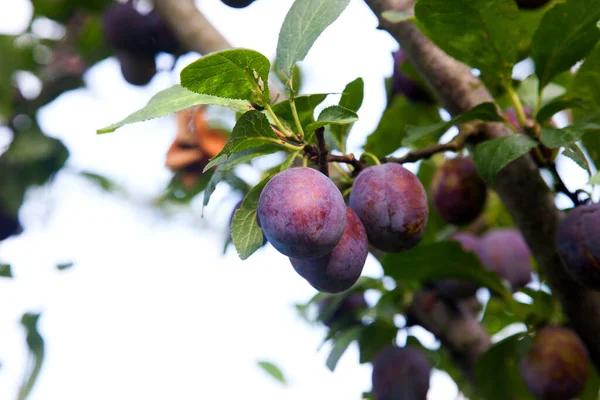 Ripe Plums Hanging Tree Branch Ready Harvested Ripe Plums Tree — Stock Photo, Image