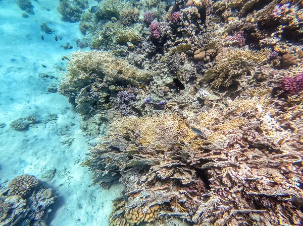 埃及红海的珊瑚礁全景 有热带鱼类 海藻和珊瑚 Acropora Gemmifera 和胡瓜珊瑚 Smooth Cauliflower Coral Stylophora — 图库照片