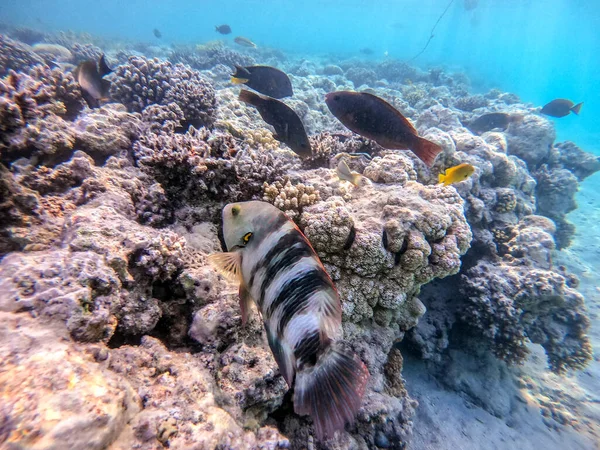 サンゴ礁で水中でチリヌス ルヌラタスとして知られている熱帯の大きなブロムテール ラスのビューを閉じます サンゴや熱帯魚とサンゴ礁の水中生活 エジプト紅海のサンゴ礁 — ストック写真