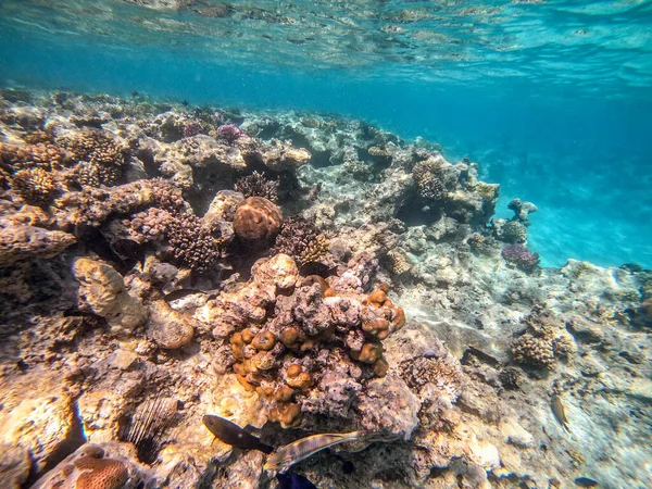 Podwodny Panoramiczny Widok Rafy Koralowej Tropikalnymi Rybami Wodorostami Morskimi Koralowcami — Zdjęcie stockowe