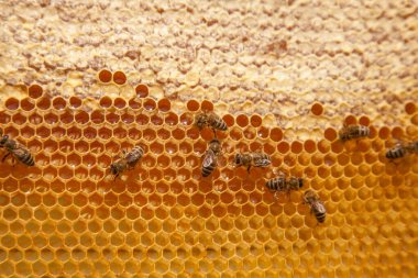 Arı kovanının çerçeveleri. Tatlı bal için açık ve mühürlü hücreleri olan sarı bal peteğinde meşgul arılar. Arı balı toplanmış güzel sarı bal peteğinde