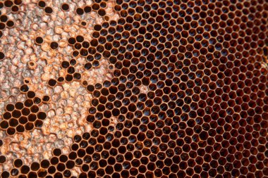 Tatlı ballı bal peteği. Tatlı ballı arı kovanından alınan sarı bal peteği. Arı balı toplanmış güzel sarı bal peteğinde