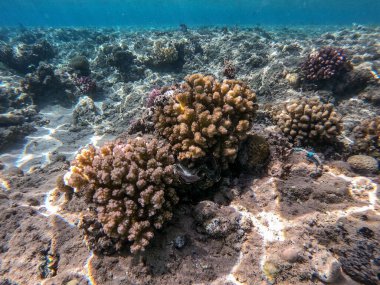 Sualtı panoramik mercan resifleri tropikal balıklar, deniz yosunları ve Mısır 'daki mercanlar. Stylophora pistillata, Lobophyllia hemprichii, Acropora hemprichii, Favia favus ve diğerleri