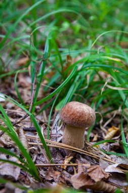 Boletus edulis (cep, penny topuz, porcino veya kral bolete, genellikle porcini mantar denir) yosun, yeşil çim ente ve sonbahar sezonunda düşmüş yaprakları arasında orman zeminüzerinde yetişir