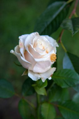 Bahçede beyaz çiçek açan güller. Güneşli yaz gününde çiçek yatağında büyüyen güzel beyaz gül çalısı