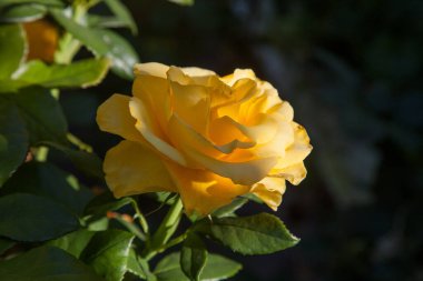 Bahçede sarı çiçek açan güller. Güneşli yaz gününde çiçek yatağında büyüyen güzel sarı gül çalısı