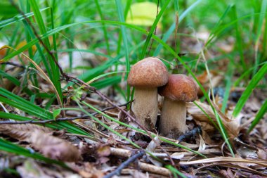 Boletus edulis mantar ailesi (cep, penny topuz, porcino veya kral bolete, genellikle porcini mantar denir) yosun, yeşil çim ente ve sonbahar sezonunda düşmüş yaprakları arasında orman zeminüzerinde yetişir
